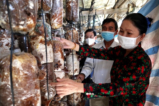 Nông dân Anh Sơn trồng nấm sạch