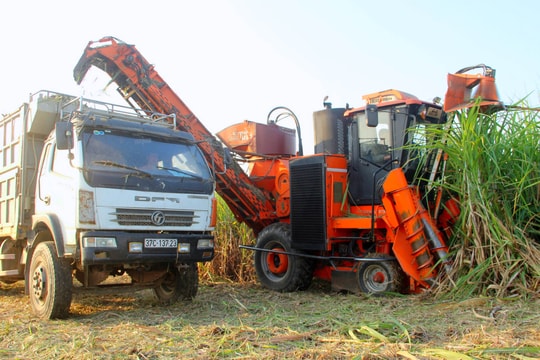 Công ty Mía đường Sông Con hỗ trợ nông dân Nam Đàn thu hoạch mía