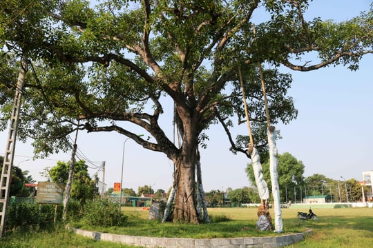 Cây đa, sân vận động Làng Sen - nơi chứng kiến 2 lần Bác Hồ về thăm quê hương