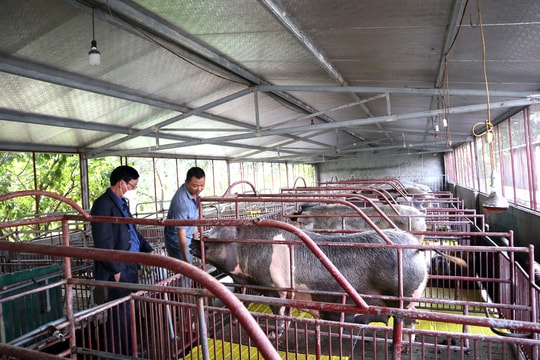 Trang trại khép kín cho doanh thu 5 tỷ đồng/năm của thanh niên Nghệ An