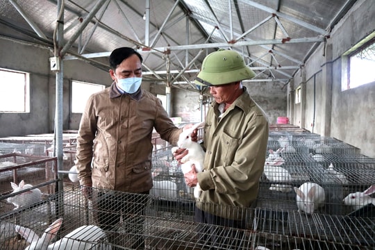 Trồng cỏ nuôi thỏ New Zealand cho thu nhập cao ở Quỳnh Lưu