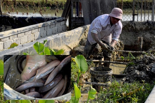 Nông dân Yên Thành nhân lươn giống bằng phương pháp sinh sản nhân tạo