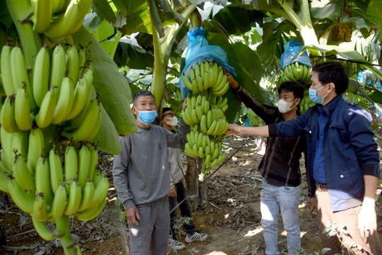 Triển vọng từ sản phẩm OCOP mới ở huyện Tân Kỳ