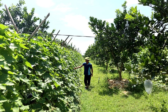 Nông dân Nghệ An tiết kiệm chi phí, giảm rủi ro từ biện pháp trồng xen canh