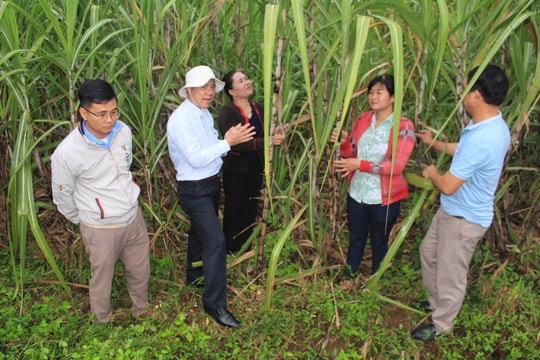 Nhà máy Đường NASU mua mía niên vụ 2021-2022 với giá rất cao  