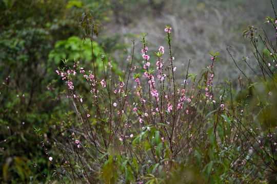 Đào nở sớm, người dân vùng cao Nghệ An lo thất thu mùa Tết