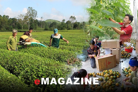 Thúc đẩy sản xuất nông nghiệp bền vững ở Thanh Chương