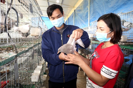 Hướng mở từ nuôi bồ câu Pháp của nông dân Anh Sơn