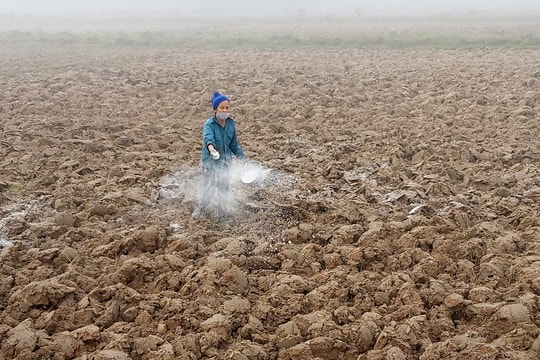 Nông dân tăng cường sử dụng phân hữu cơ, giảm chi phí đầu vào cho vụ xuân