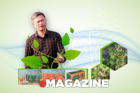 Dược liệu Pù Mát và khát vọng của Phan Xuân Diện