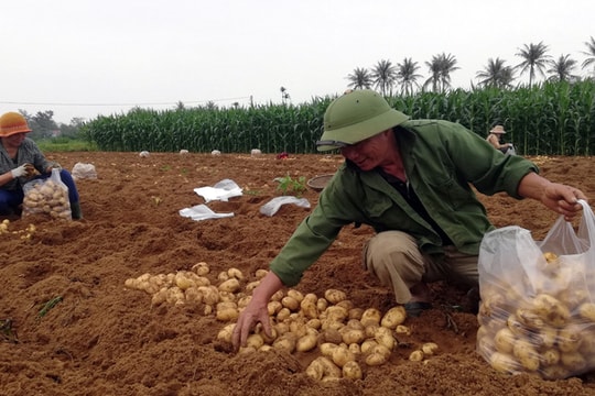 Hiệu quả mô hình trồng khoai tây vụ đông trên đất bãi ở Diễn Châu