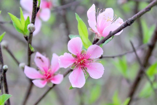  Người dân Nghệ An tập trung 'hãm đào' nở sớm