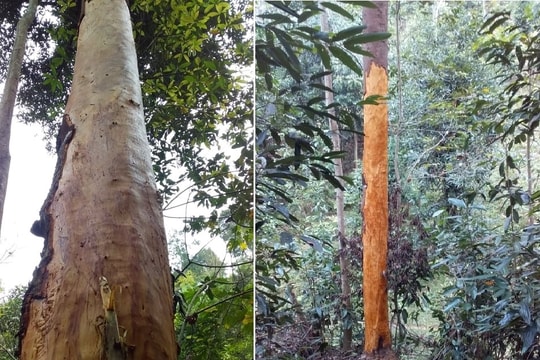 Báo động nạn vào rừng bóc trộm vỏ cây quế ở huyện vùng cao Nghệ An