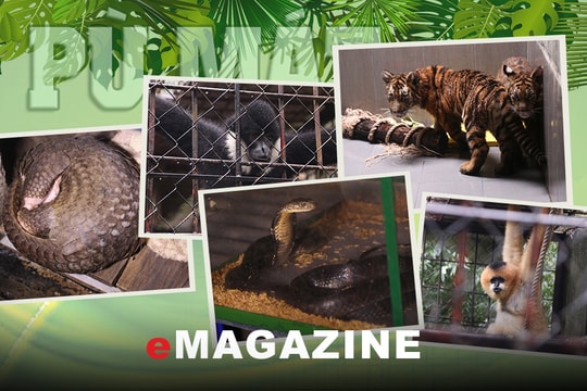 Sớm hình thành điểm trình diễn bảo tồn đa dạng sinh học ở Pù Mát