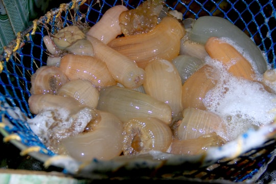 Đặc sản rum biển Nghệ An tăng giá mạnh vẫn cháy hàng