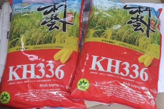 Chứa 2 tấn lúa giống chưa được cấp phép, một cơ sở ở TP Vinh bị đề xuất xử phạt gần 80 triệu đồng