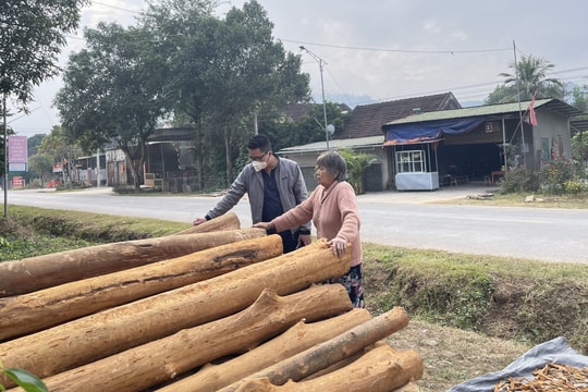Đã bắt được 4 nghi phạm chuyên vào rừng bóc trộm vỏ quế ở huyện vùng cao Nghệ An