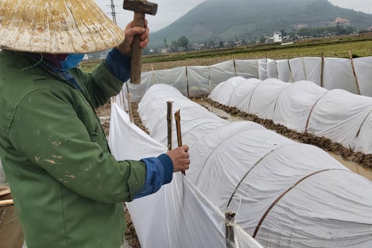Nông dân Nghệ An phủ kín ni lông tránh rét cho mạ