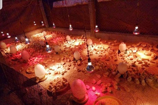 Nông dân Nghệ An lắp đèn sưởi chống rét cho vật nuôi