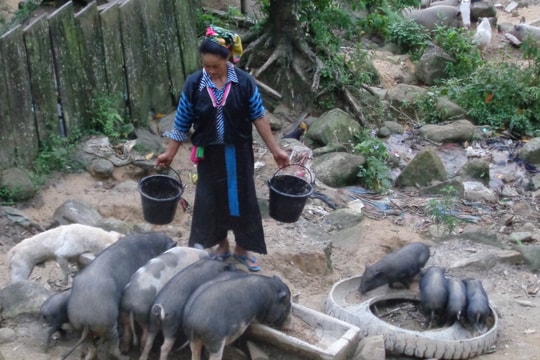 Chưa tết, lợn đen 'đặc sản' Nghệ An đã có khách đặt mua gần hết