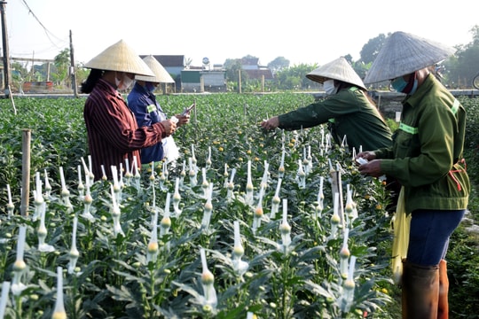 Nông dân Nghệ An trồng hoa cúc Tết rải vụ đề phòng dịch phức tạp