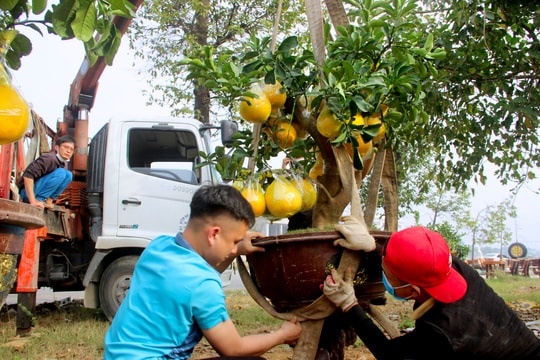 Cây cảnh Tết ùn ùn đổ về thành Vinh