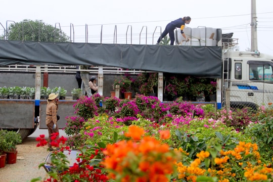 Nghệ An: Phí vận chuyển tăng cao kỷ lục, nhiều chủ vườn gặp khó vụ Tết