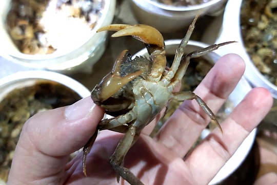 Ngày phụ hồ, tối săn con '8 cẳng 2 càng', nông dân Nghệ An kiếm bộn tiền