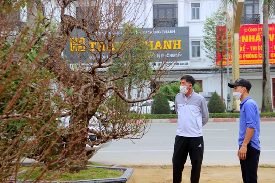 Đào Tết 'khủng' được chào giá hàng chục triệu đồng tại TP Vinh