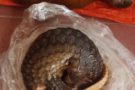 Bắt quả tang một phụ nữ vận chuyển hơn 24kg động vật quý hiếm