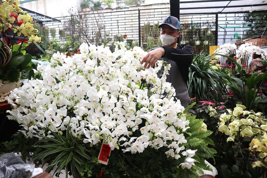 Thợ kết hoa lan thu nhập 'khủng' dịp cận Tết