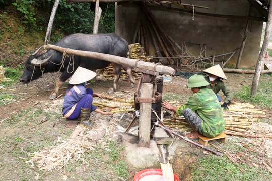 Cận cảnh trâu kéo che ép mía nấu mật ở làng quê Nghệ An