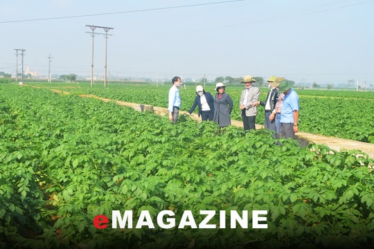 Khoai tây Alantic về đất Nghệ An