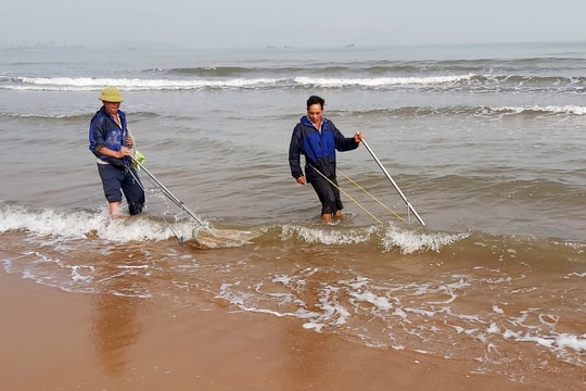 Nghề đi giật lùi trên bờ biển xứ Nghệ