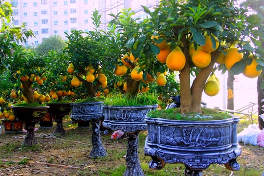Chiêm ngưỡng vườn bưởi Diễn Tết đẹp bậc nhất thành Vinh