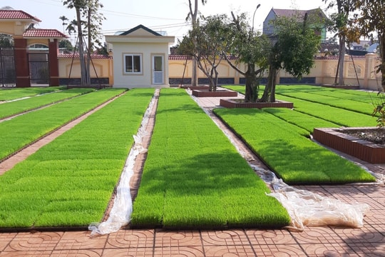 Nghệ An: Chậm đưa máy cấy vào đồng ruộng 