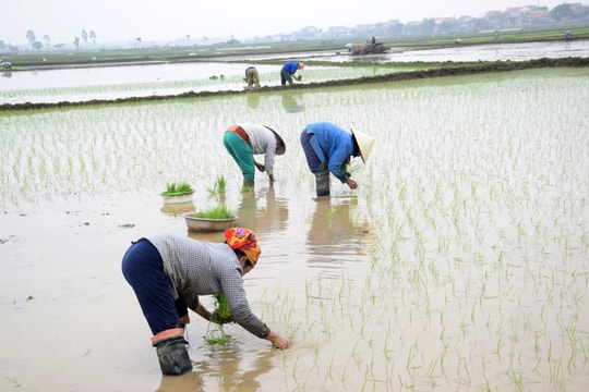 Nghệ An: Chớp mùa vụ, thợ cấy thuê kiếm tiền triệu sắm Tết