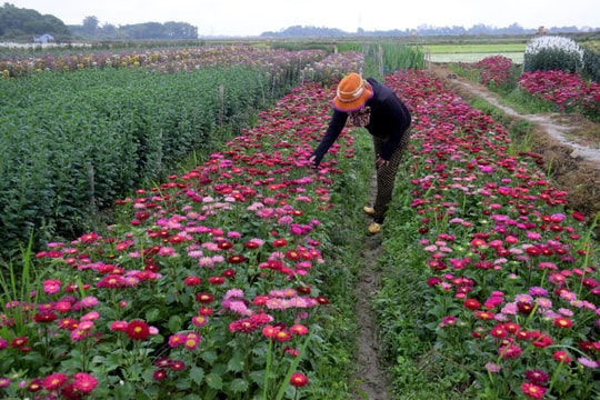 Nhà vườn tất bật chuẩn bị hoa cúc cho thị trường Tết