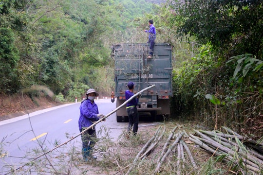 Mét rừng đẹp được 'tuyển' về xuôi bán làm cây nêu Tết 