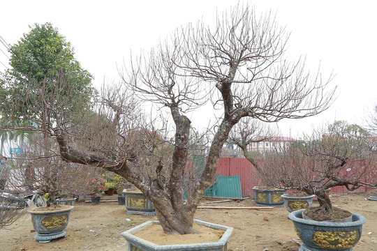 Nhiều gốc đào 'khủng' ở TP Vinh được ra giá cho thuê cả trăm triệu