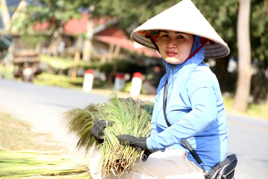 Nhộn nhịp mùa thu hoạch đót ở miền Tây Nghệ An 