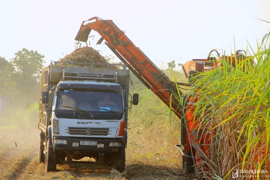 Thị trường đường Châu Á năm 2022 sẽ chứng kiến sự trở lại mạnh mẽ của Thái Lan