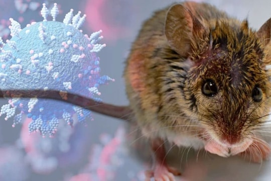Omicron có thể tiến hóa từ chuột, Pháp có thêm nửa triệu ca nhiễm Covid-19