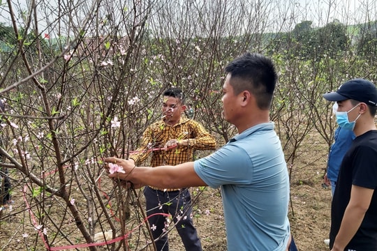 Làng đào Tết trên huyện lúa của Nghệ An nhộn nhịp khách