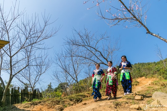Ngày Xuân, lên xứ hoa đào