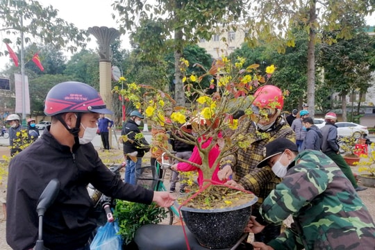 Nghệ An: Mai, đào, quất bán chạy trong chiều cuối năm