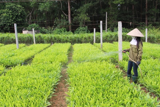 Nghệ An: Phát động 'Tết trồng cây' Xuân Nhâm Dần năm 2022