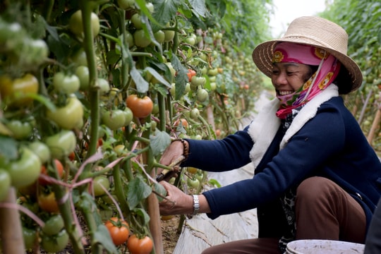 Ra Tết, cà chua tăng giá, nông dân Nghệ An phấn khởi