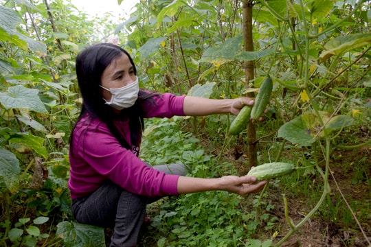 Thu nhập khá từ trồng dưa chuột hương bản địa ở Yên Thành
