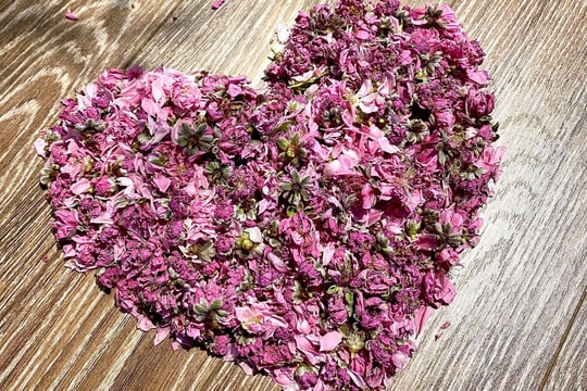 Mẹo xử lý những cành đào cồng kềnh khi hết Tết